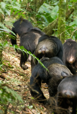 Six primate species in Kalinzu Forest