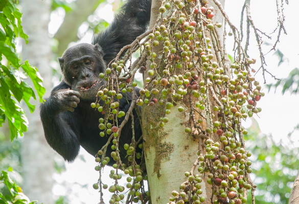 Six primate species in Kalinzu Forest