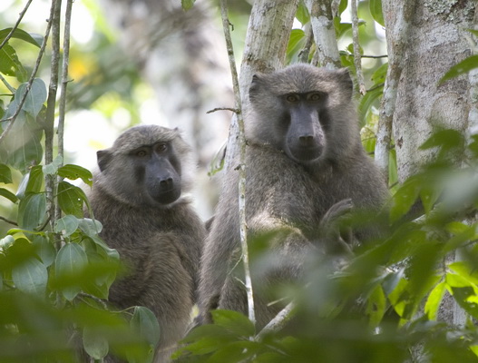 Six primate species in Kalinzu Forest