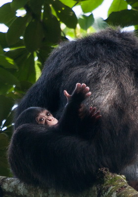 Six primate species in Kalinzu Forest