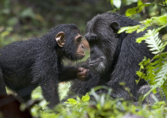 Six primate species in Kalinzu Forest