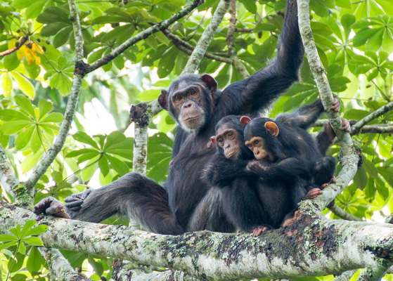 Six primate species in Kalinzu Forest