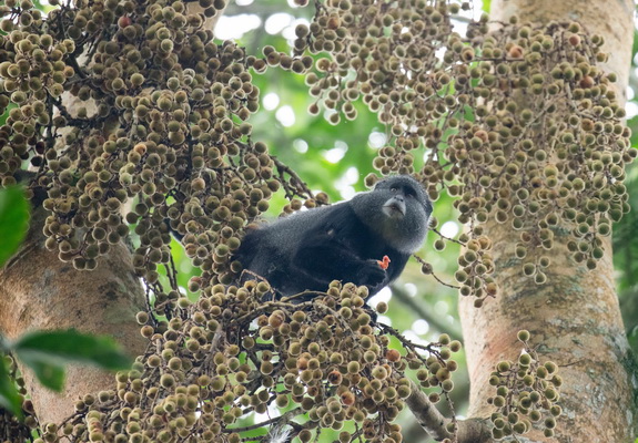 Six primate species in Kalinzu Forest