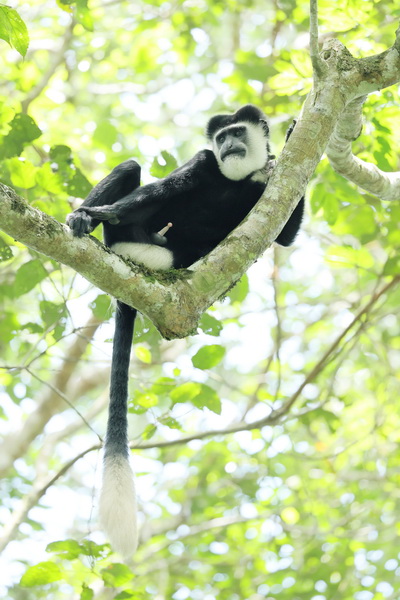 Six primate species in Kalinzu Forest