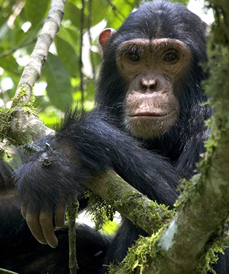Six primate species in Kalinzu Forest