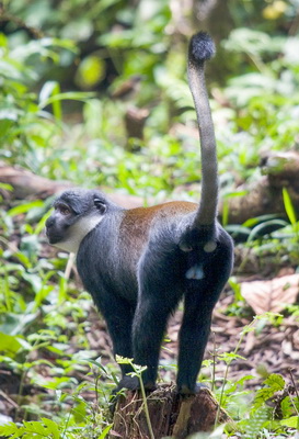 Six primate species in Kalinzu Forest