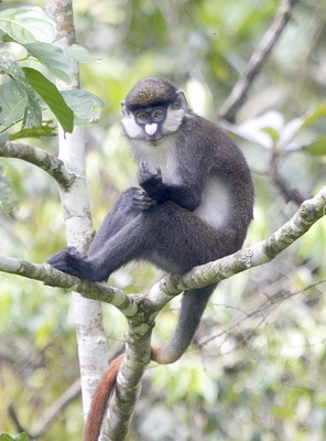 Six primate species in Kalinzu Forest