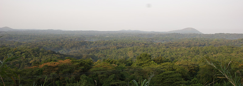 Six primate species in Kalinzu Forest