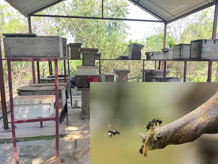 Keeping stingless bees