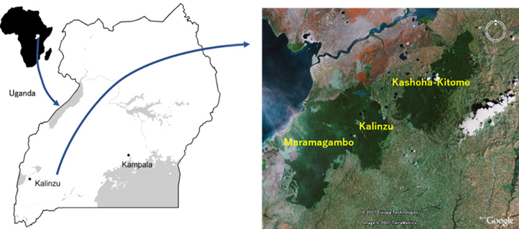 Six primate species in Kalinzu Forest