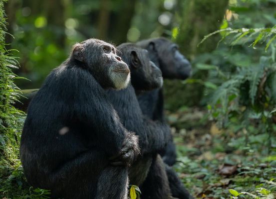 Six primate species in Kalinzu Forest