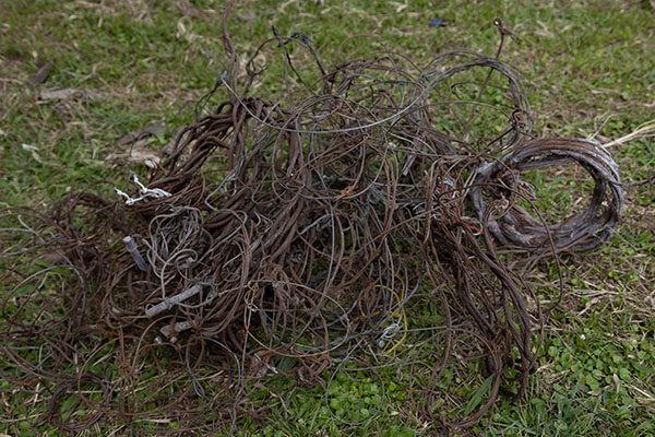 Snares collected by snare removers