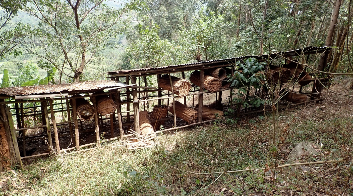 Six primate species in Kalinzu Forest