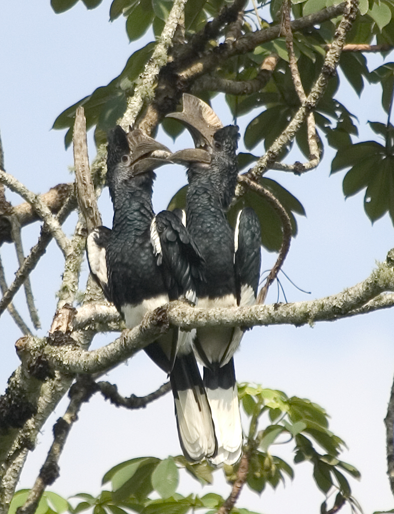 Six primate species in Kalinzu Forest
