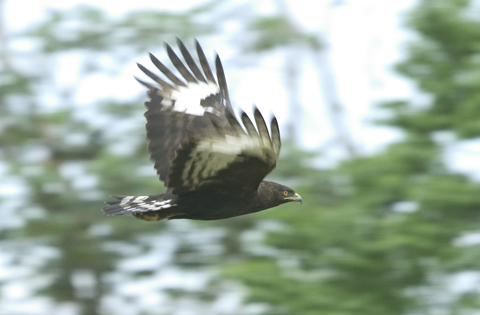 Six primate species in Kalinzu Forest