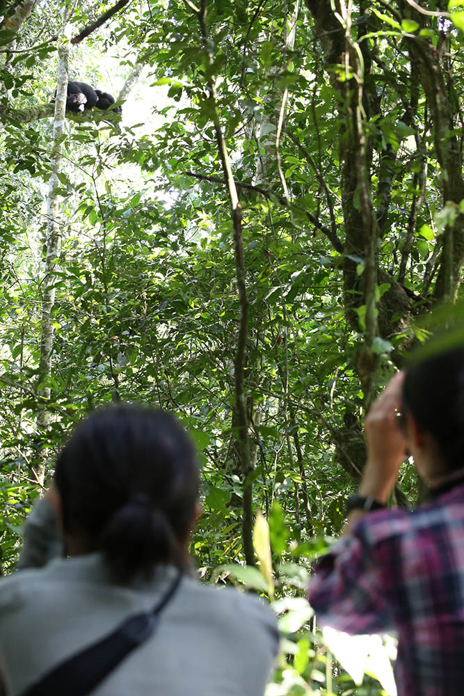 Tourists observing a chimpanzee in a tree