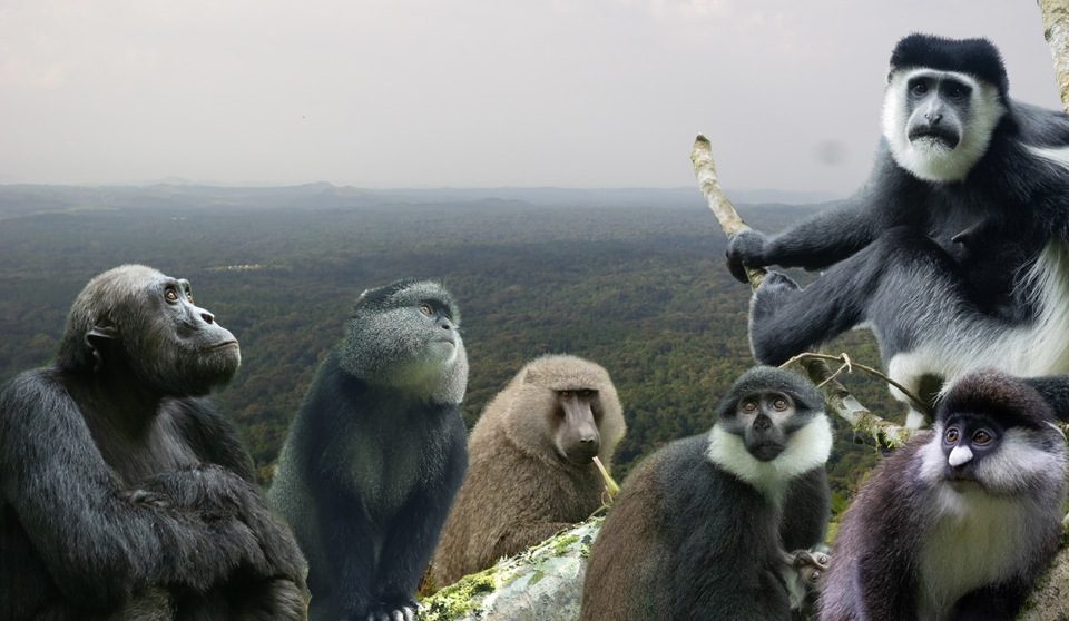 Six primate species in Kalinzu Forest