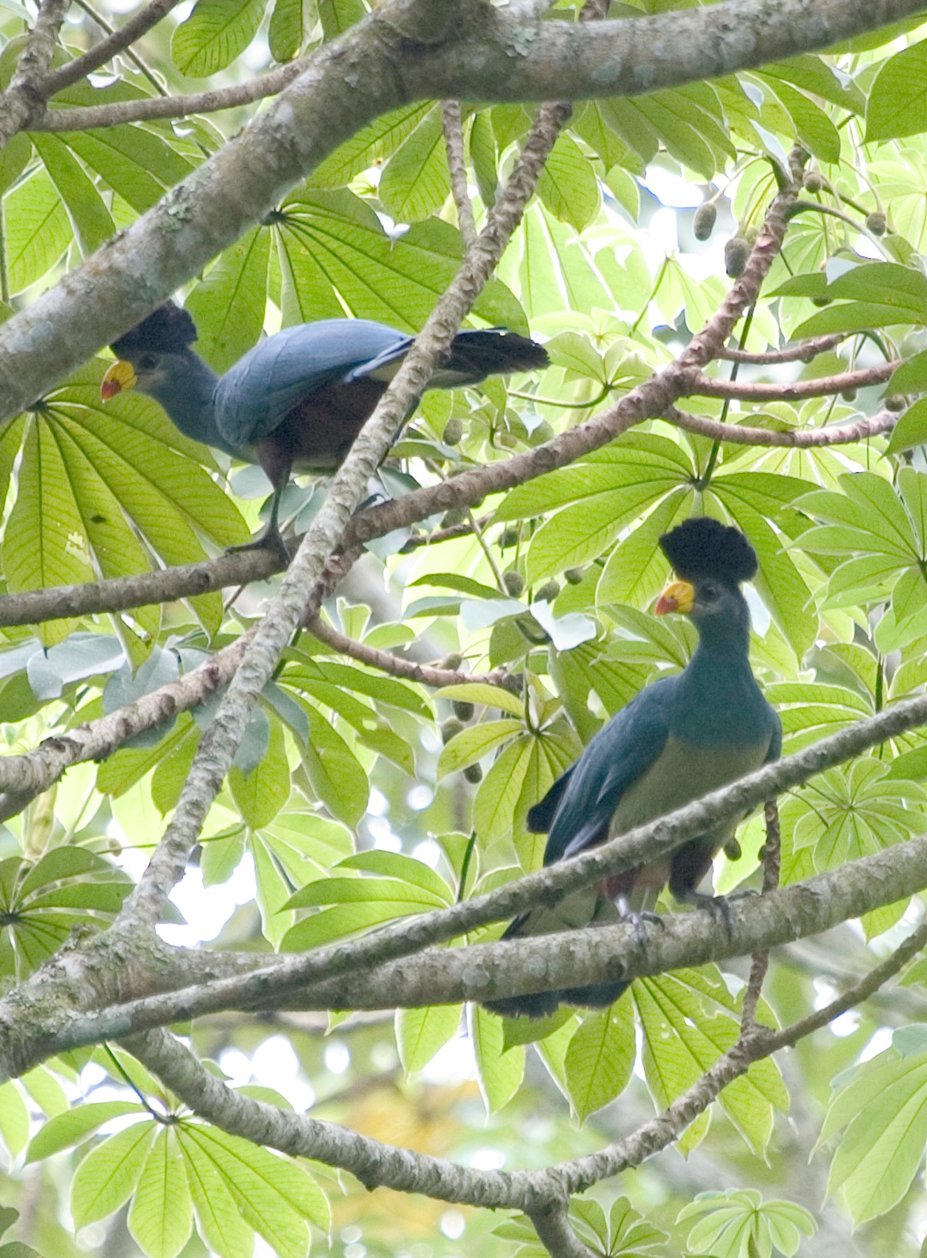 Six primate species in Kalinzu Forest