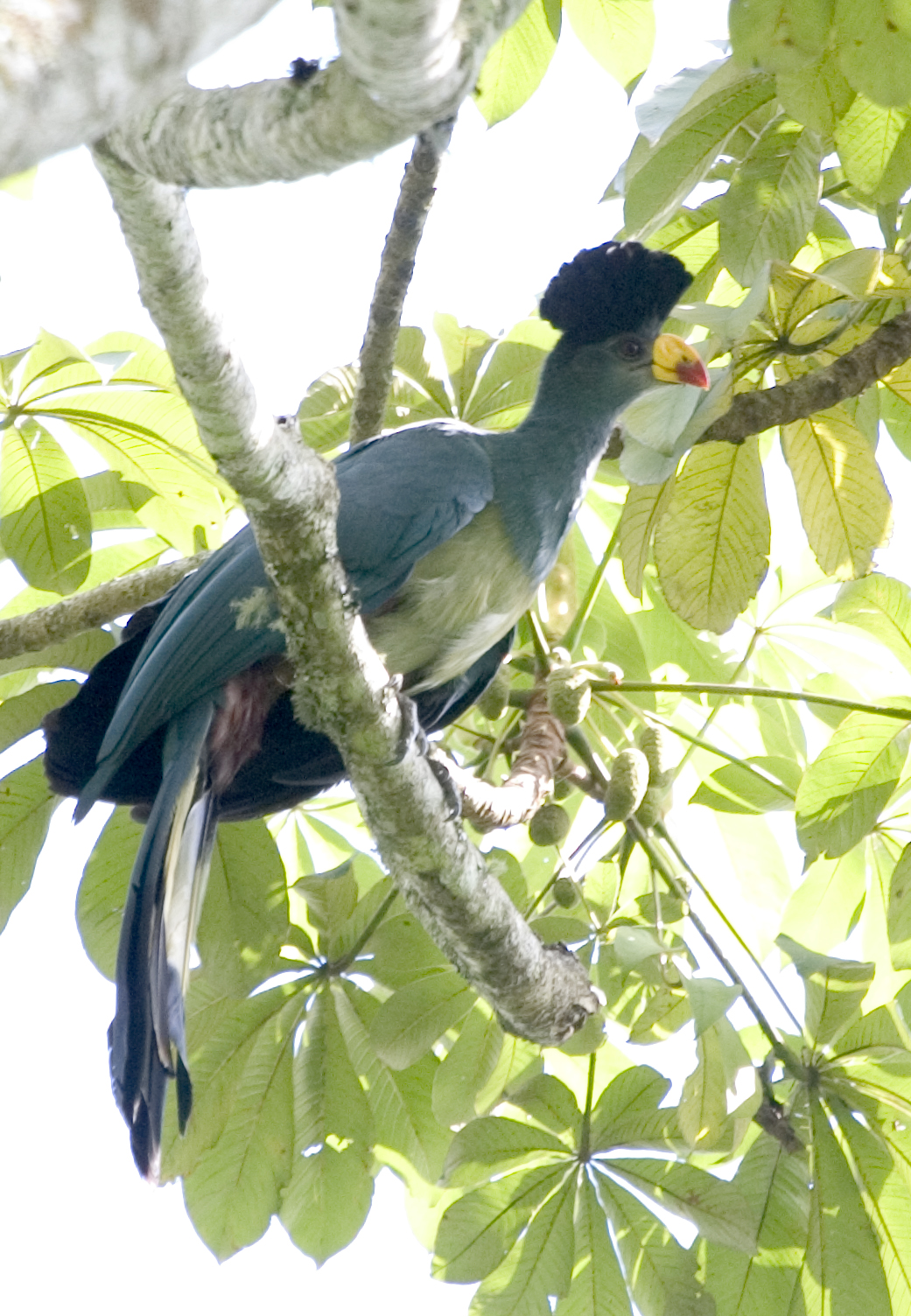 Six primate species in Kalinzu Forest