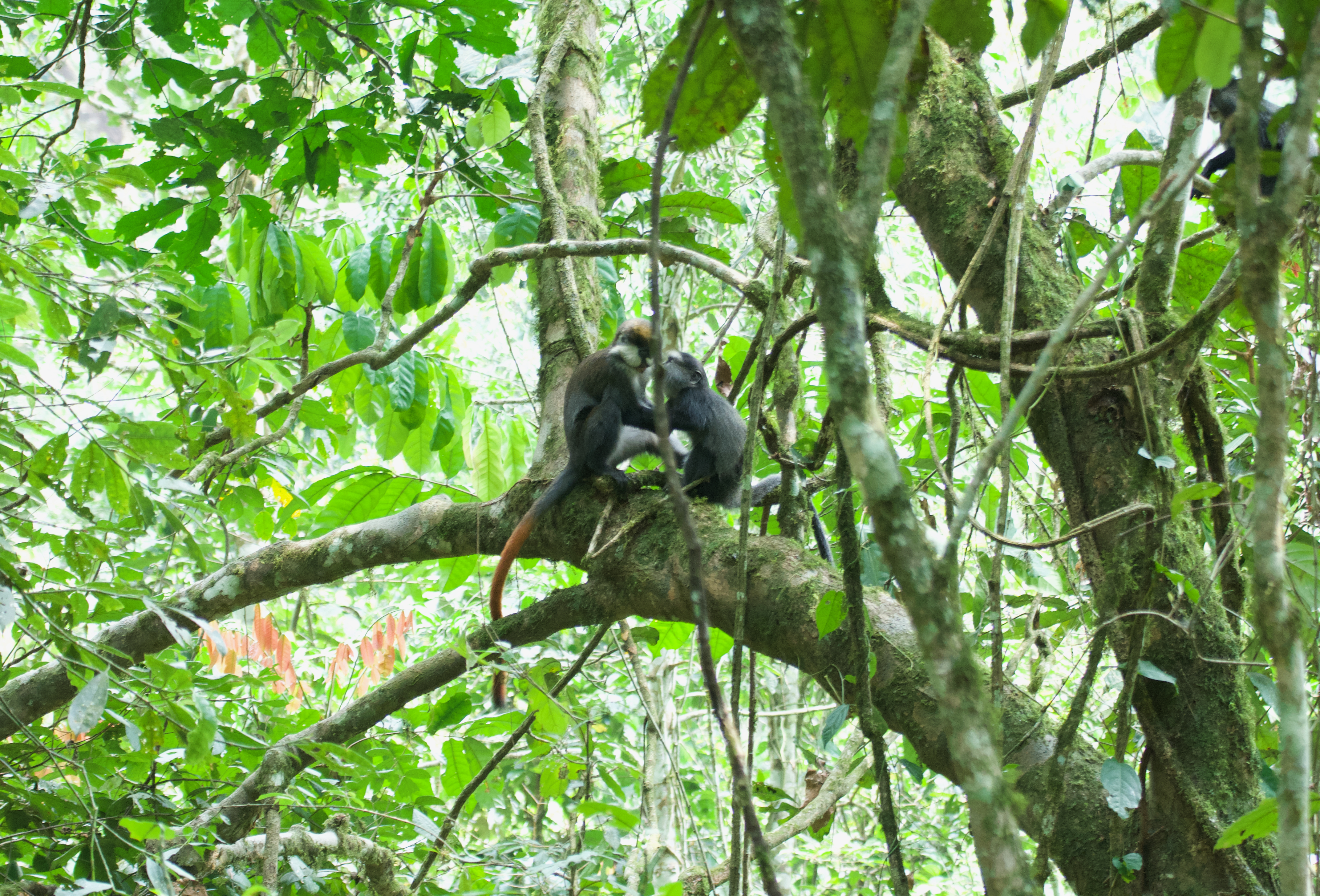 Six primate species in Kalinzu Forest