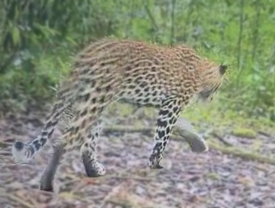 ヒョウ